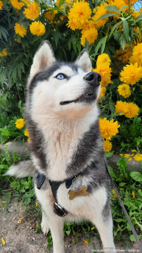 Новая работа снегирь... Люблю этих птичек