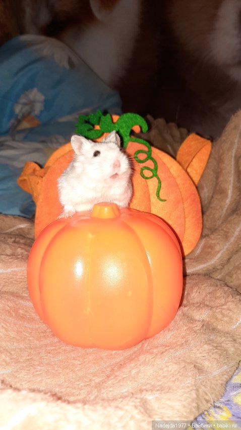 Новая работа хомячки — Вязаные игрушки и амигуруми: крючком