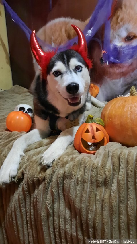 Новая работа хомячки — Вязаные игрушки и амигуруми: крючком