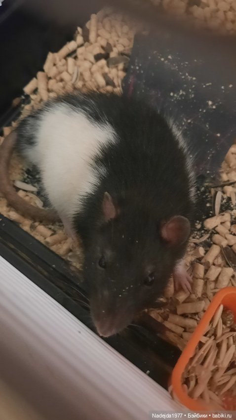 Новая работа снегирь... Люблю этих птичек