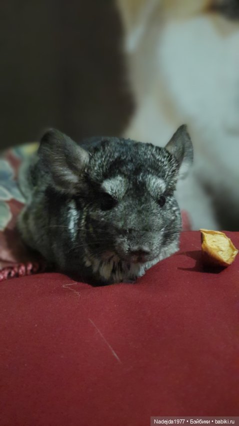 Новая работа снегирь... Люблю этих птичек