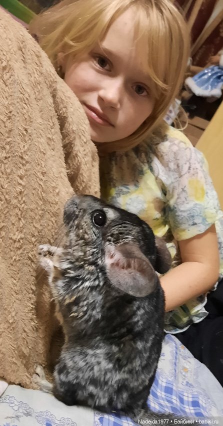 Новая работа хомячки — Вязаные игрушки и амигуруми: крючком