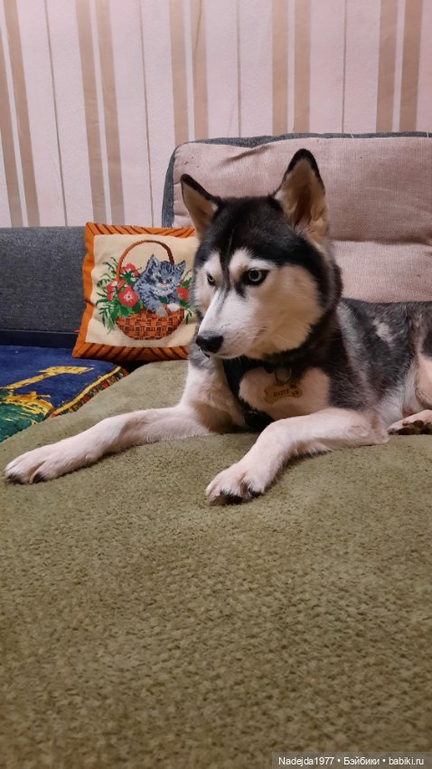 Новая работа снегирь... Люблю этих птичек