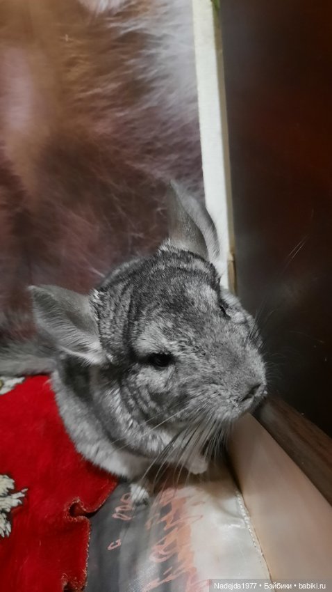 Новая работа снегирь... Люблю этих птичек