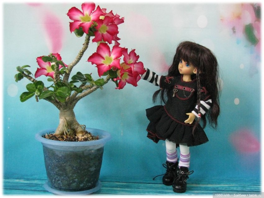 Малыши от Kaye Wiggs, которые живут у меня