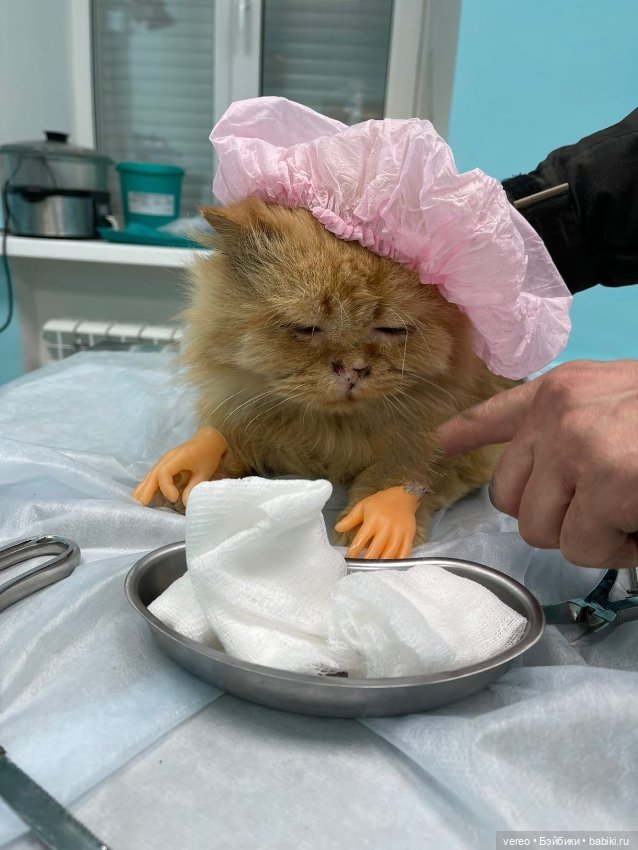 Котики — Болталка и разговоры обо всем: жизнь