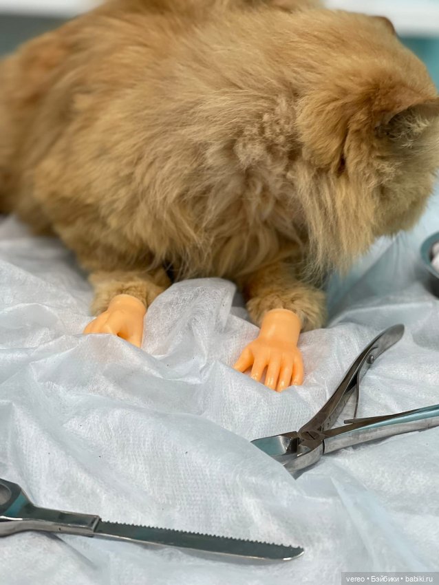 Котики — Болталка и разговоры обо всем: жизнь (фото 2)