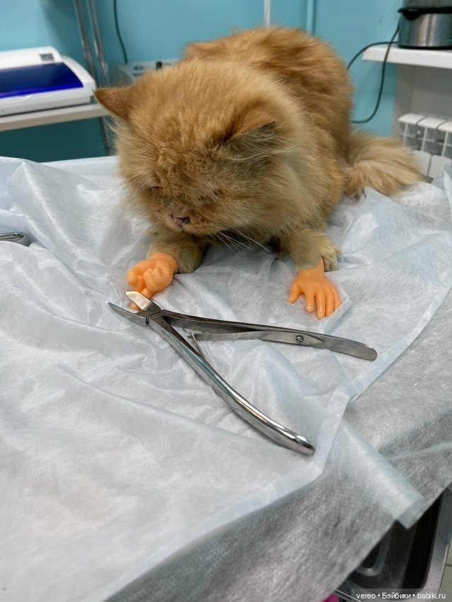 Котики — Болталка и разговоры обо всем: жизнь (фото 3)