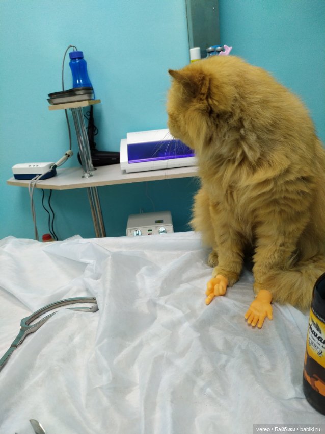 Котики — Болталка и разговоры обо всем: жизнь (фото 9)