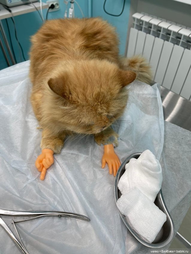 Котики — Болталка и разговоры обо всем: жизнь (фото 5)