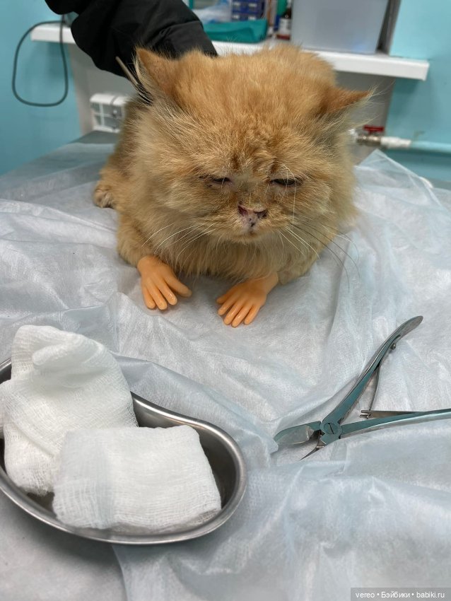 Котики — Болталка и разговоры обо всем: жизнь (фото 4)