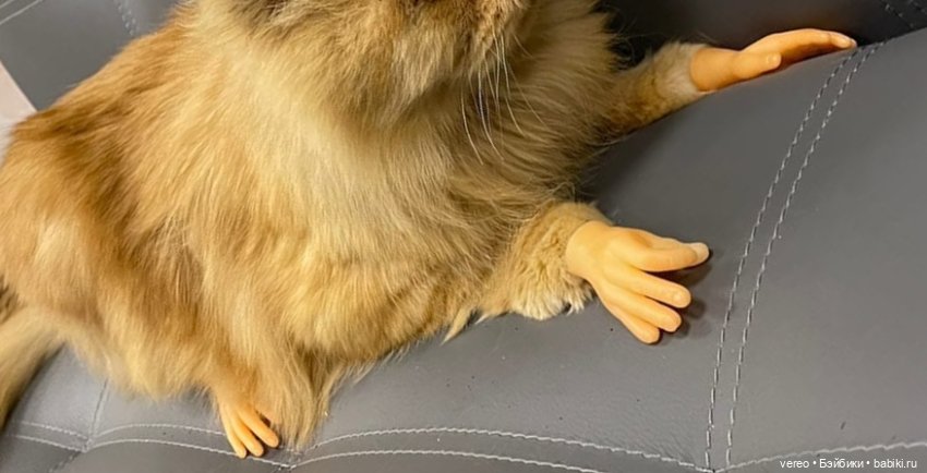 Котики — Болталка и разговоры обо всем: жизнь (фото 8)