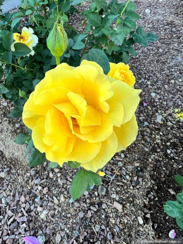 А у нас, цветут розы — Винтажные куклы ГДР (Немки): Бигги