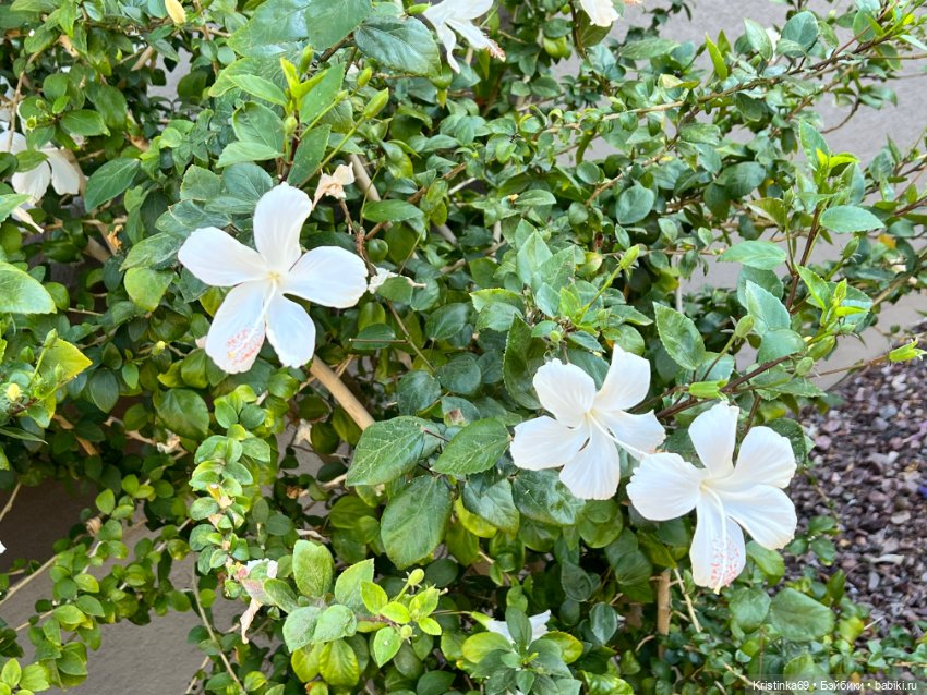 А у нас, цветут розы — Винтажные куклы ГДР (Немки): Бигги