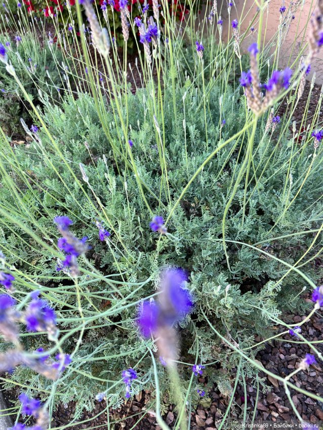 А у нас, цветут розы — Винтажные куклы ГДР (Немки): Бигги