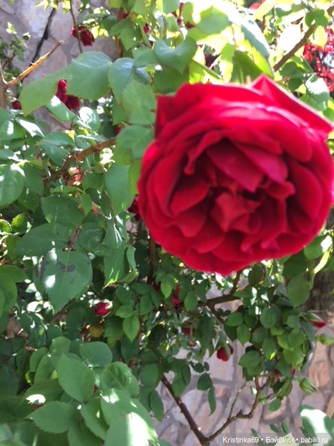 А у нас, цветут розы — Винтажные куклы ГДР (Немки): Бигги