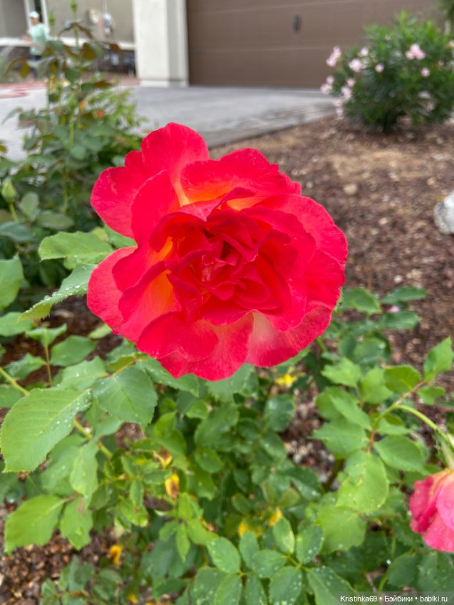 А у нас, цветут розы — Винтажные куклы ГДР (Немки): Бигги (фото 3)