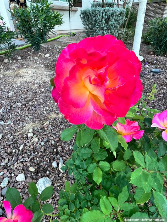 А у нас, цветут розы — Винтажные куклы ГДР (Немки): Бигги (фото 9)