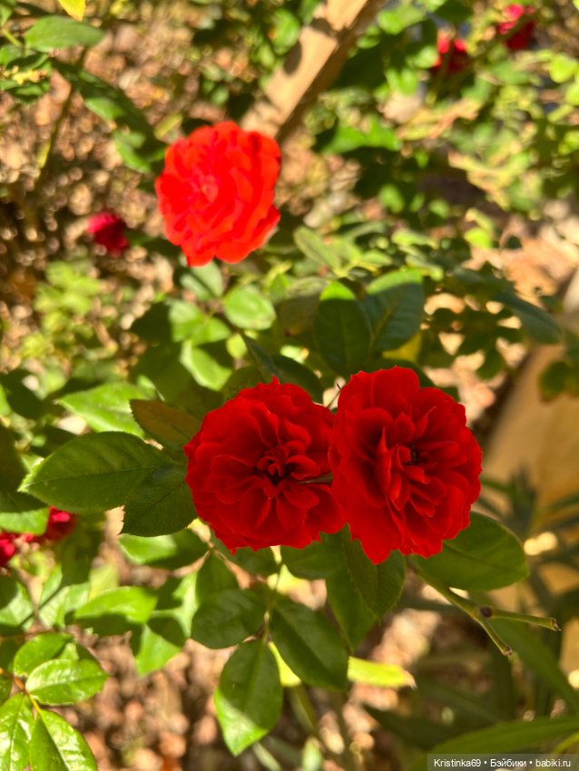 А у нас, цветут розы — Винтажные куклы ГДР (Немки): Бигги