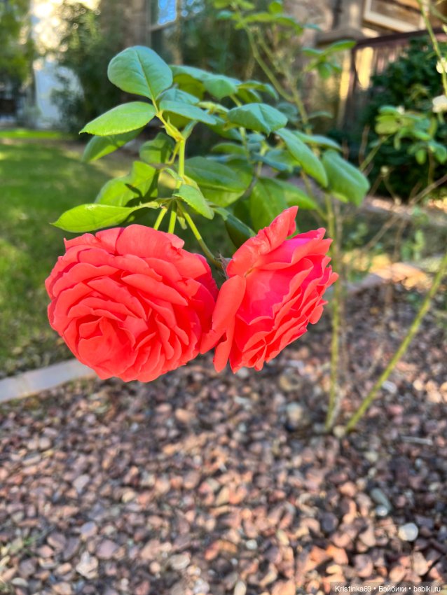 А у нас, цветут розы — Винтажные куклы ГДР (Немки): Бигги (фото 7)