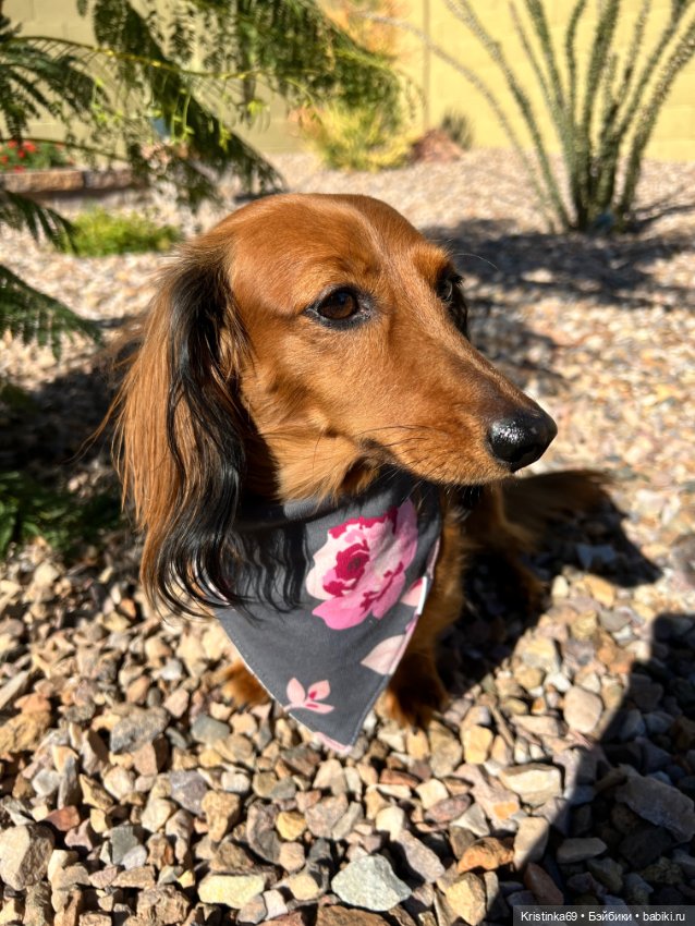 А у нас, цветут розы — Винтажные куклы ГДР (Немки): Бигги