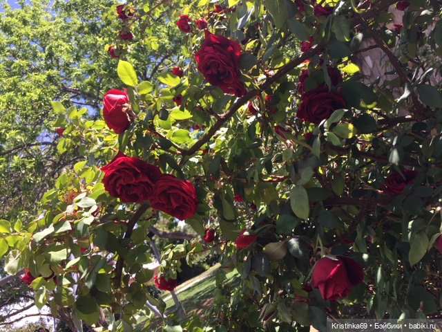 А у нас, цветут розы — Винтажные куклы ГДР (Немки): Бигги