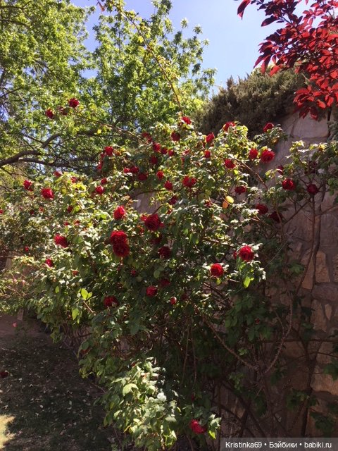 А у нас, цветут розы — Винтажные куклы ГДР (Немки): Бигги