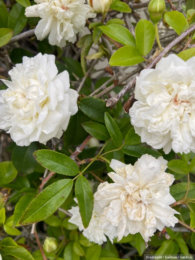 А у нас, цветут розы — Винтажные куклы ГДР (Немки): Бигги