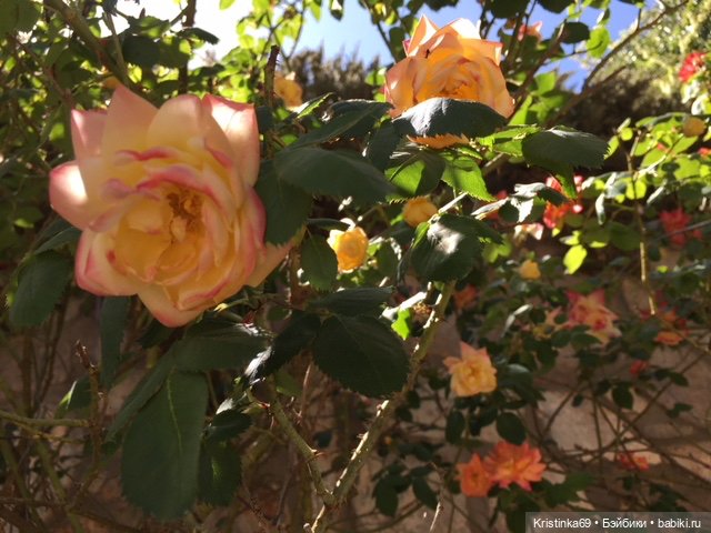 А у нас, цветут розы — Винтажные куклы ГДР (Немки): Бигги