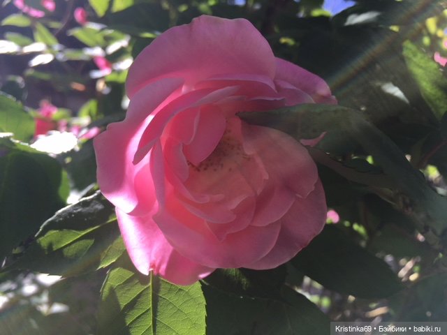 А у нас, цветут розы — Винтажные куклы ГДР (Немки): Бигги