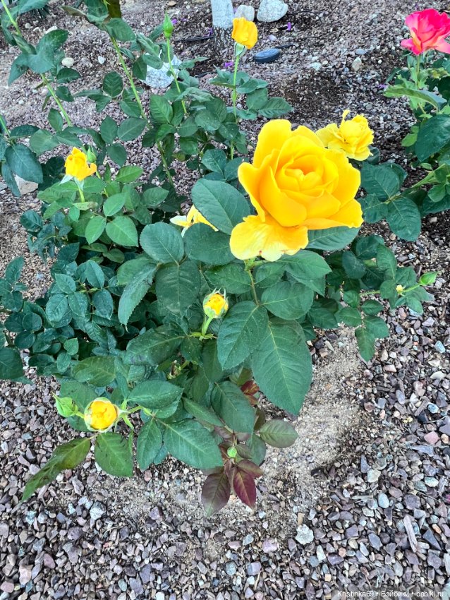 А у нас, цветут розы — Винтажные куклы ГДР (Немки): Бигги (фото 10)