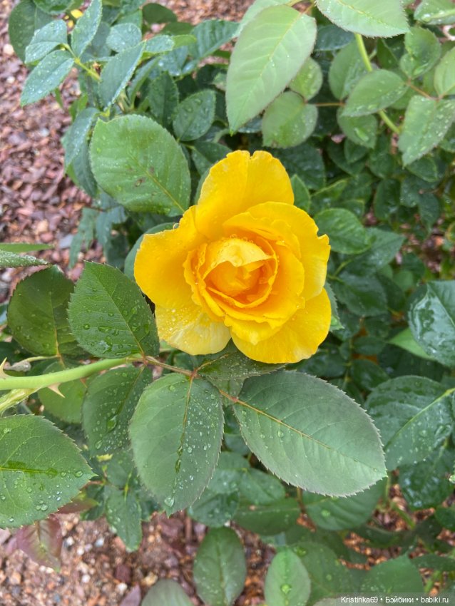 А у нас, цветут розы — Винтажные куклы ГДР (Немки): Бигги (фото 5)