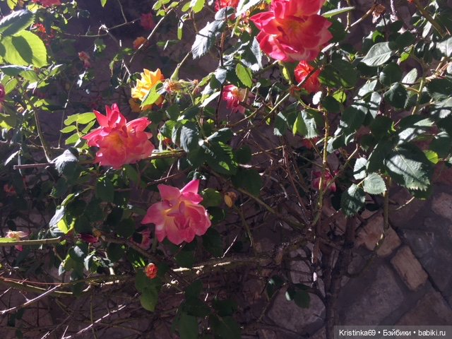 А у нас, цветут розы — Винтажные куклы ГДР (Немки): Бигги