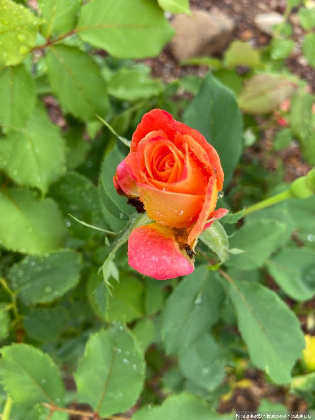 А у нас, цветут розы — Винтажные куклы ГДР (Немки): Бигги (фото 4)