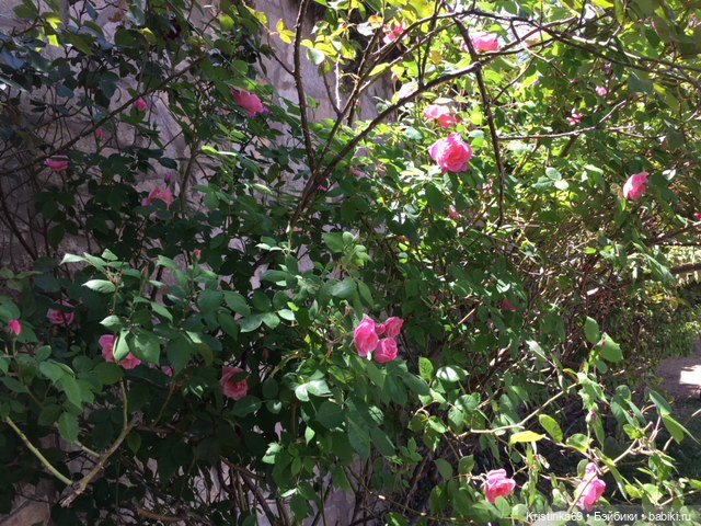 А у нас, цветут розы — Винтажные куклы ГДР (Немки): Бигги