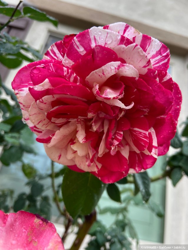 А у нас, цветут розы — Винтажные куклы ГДР (Немки): Бигги