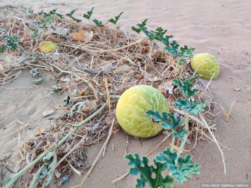 Мама, я в Дубае! (Часть 4: Вечер в пустыне) (фото 5)