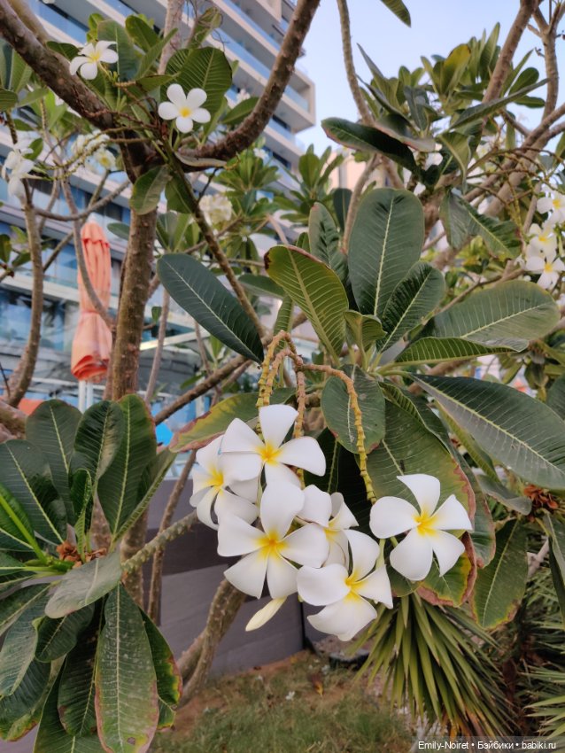 Мама, я в Дубае! (Часть 5: Жизнь на Пальме)