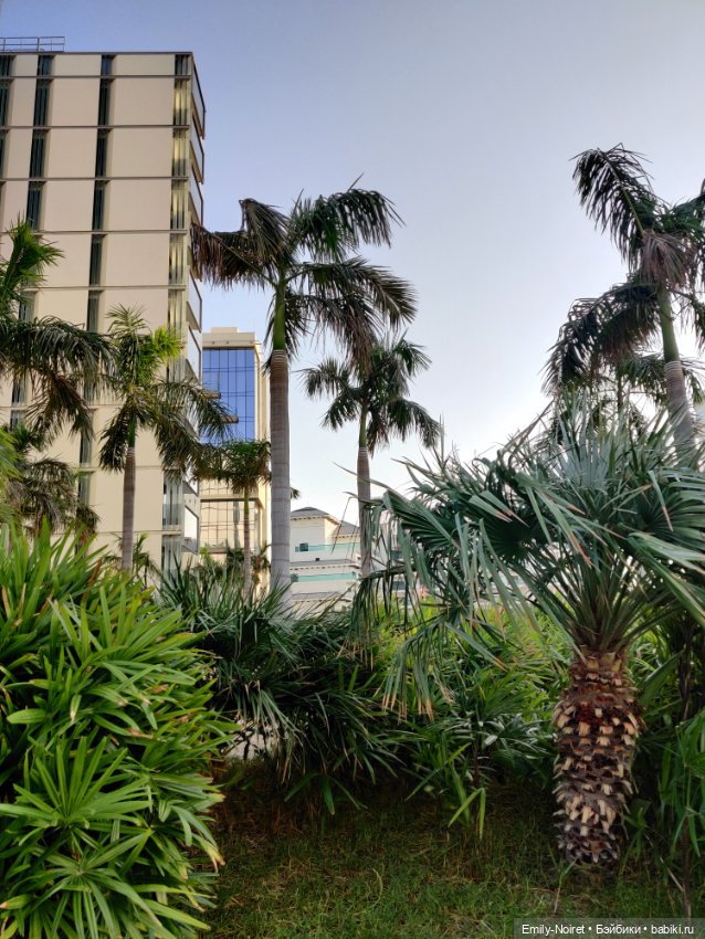 Мама, я в Дубае! (Часть 5: Жизнь на Пальме) (фото 4)