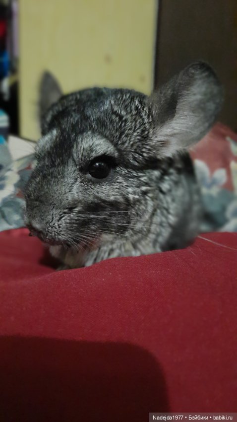 Ещё снегирь... Моя работа