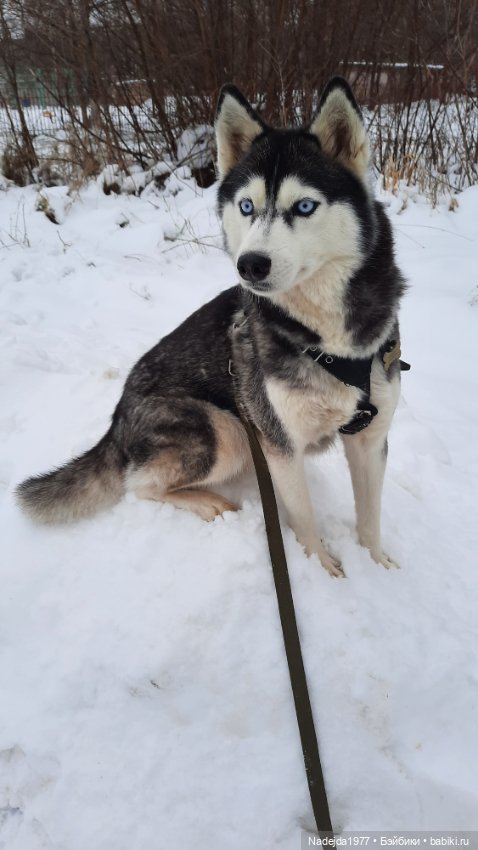 Ещё снегирь... Моя работа