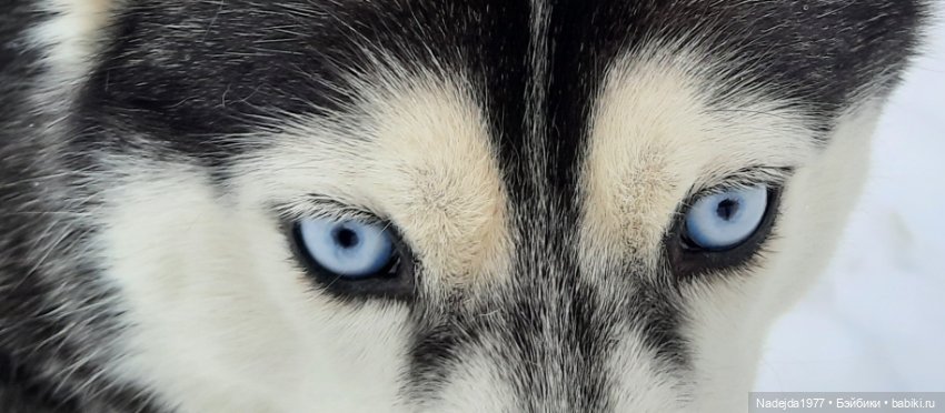 Ещё снегирь... Моя работа