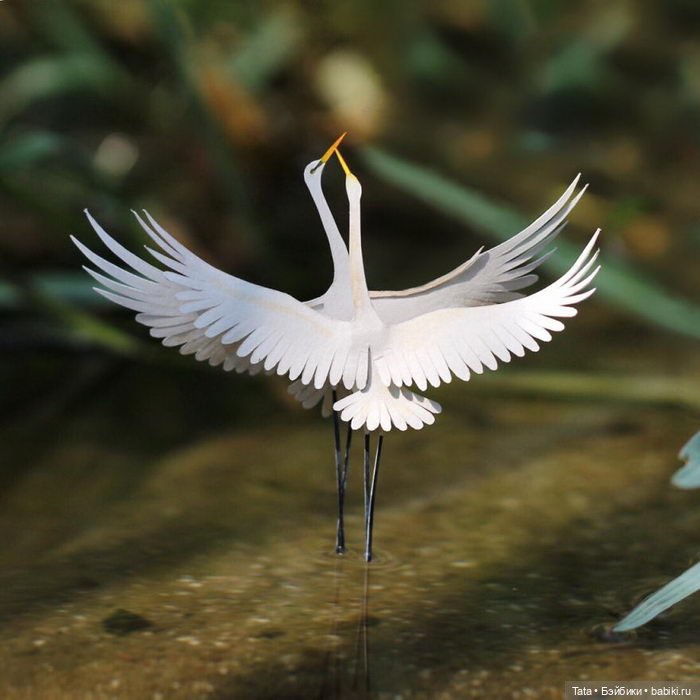 Бумажные птички Vaishali, Индия (фото 6)