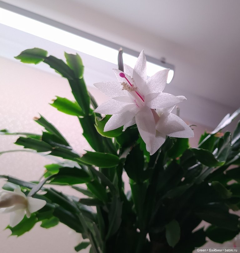 Удивительный мир комнатных растений (фото 10)