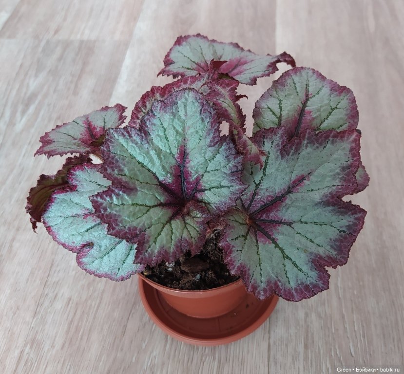 Удивительный мир комнатных растений (фото 8)