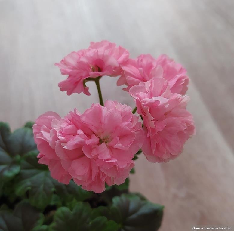 Удивительный мир комнатных растений