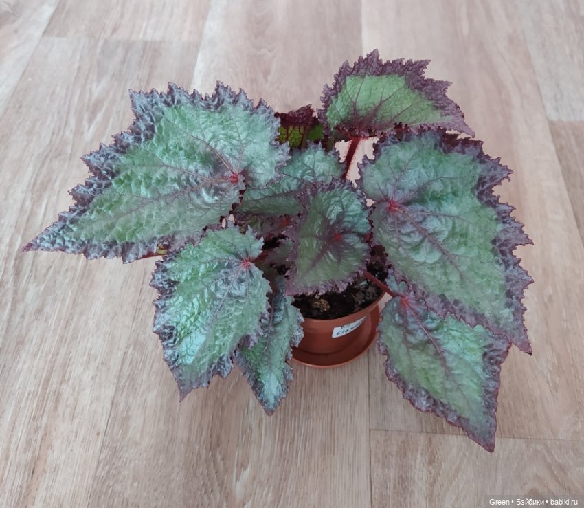 Удивительный мир комнатных растений (фото 7)