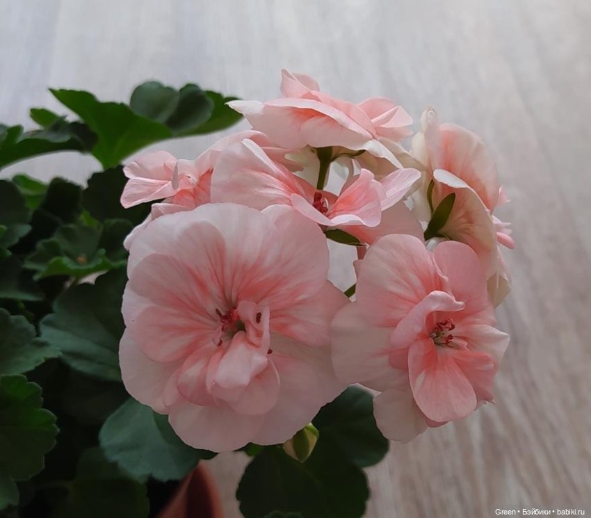 Удивительный мир комнатных растений (фото 2)