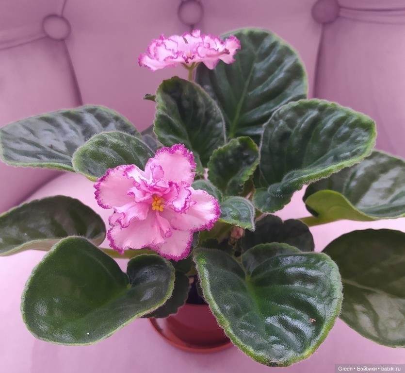 Удивительный мир комнатных растений