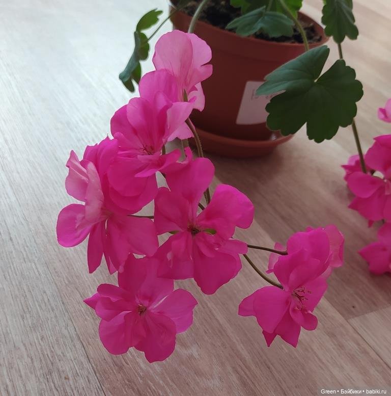 Удивительный мир комнатных растений (фото 5)